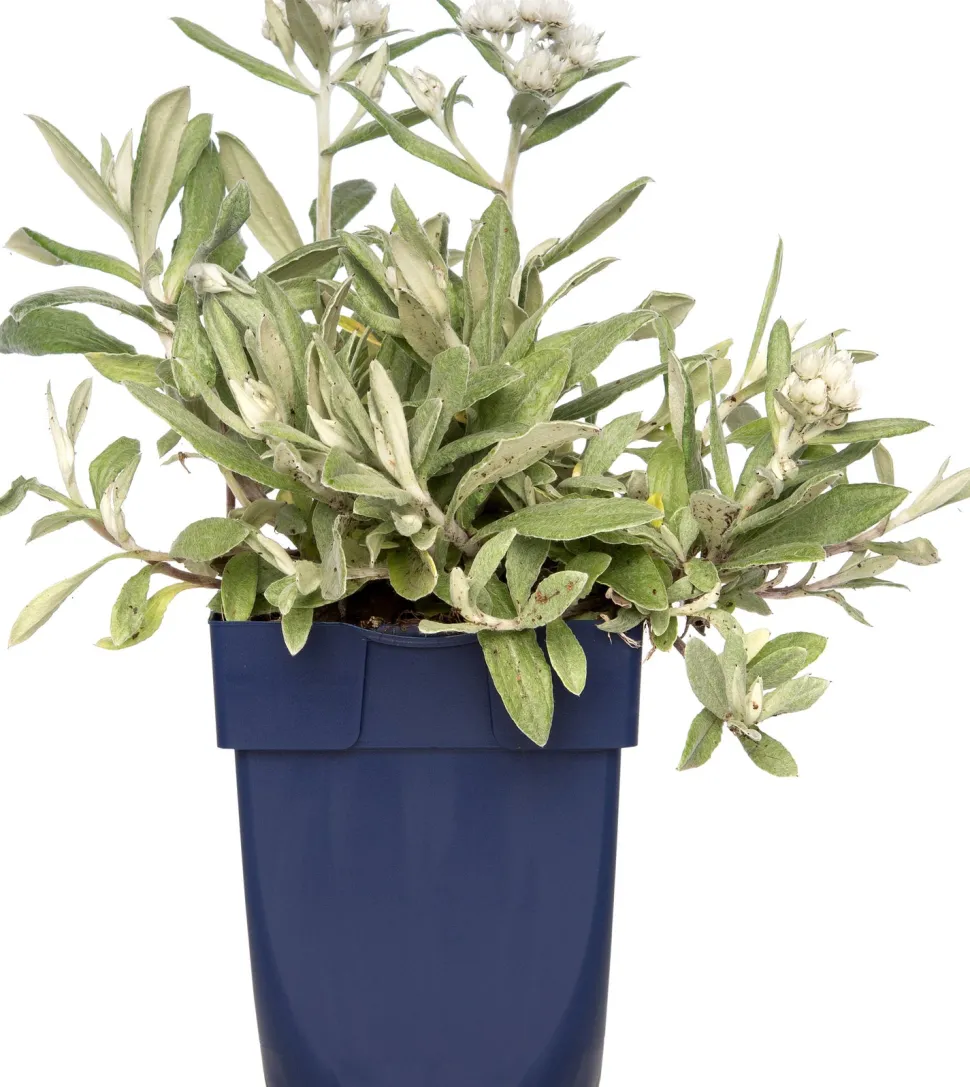 Perlkörbchen (Anaphalis triplinervis) D 11 H 10 cm