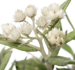 Perlkörbchen (Anaphalis triplinervis) D 11 H 10 cm