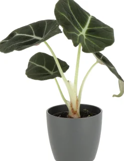 Pfeilblatt (Alocasia 'Black Velvet') D 6 cm H 10 cm