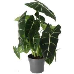 Pfeilblatt (Alocasia 'Frydek') D 17 H 50 cm
