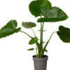 Pfeilblatt (Alocasia gageana 'California') D 21 cm H 90 cm