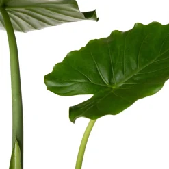 Pfeilblatt (Alocasia gageana 'California') D 21 cm H 90 cm