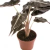 Pfeilblatt (Alocasia 'Polly') D 6 H 15 cm