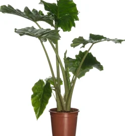 Pfeilblatt (Alocasia 'Portodora') D 21 cm H 80 cm