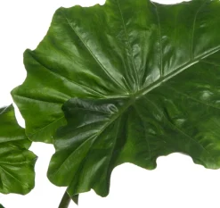 Pfeilblatt (Alocasia 'Portodora') D 21 cm H 80 cm