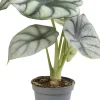 Pfeilblatt (Alocasia 'Silver Dragon') D 6 H 17;5 cm