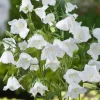 Pfirsichblättrige Glockenblume (Campanula persicifolia 'Alba')