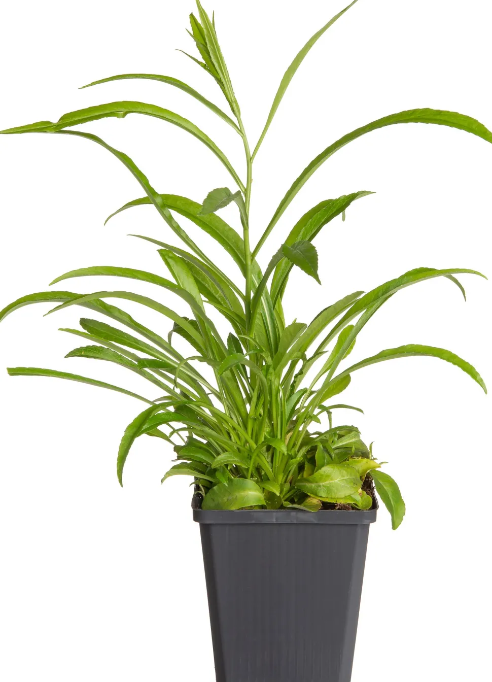 Pfirsichblättrige Glockenblume (Campanula persicifolia 'Coerulea') D 9 H 5 cm