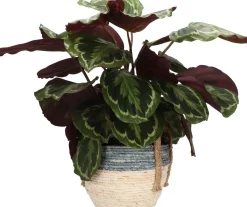 Pflanzenarrangement Zimmerpflanzen-Mix im Korb D 22 H 50 cm