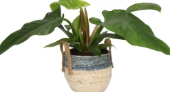 Pflanzenarrangement Zimmerpflanzen-Mix im Korb D 22 H 50 cm