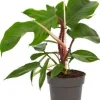 Philodendron (Philodendron squamiferum) D 14 H 40 cm