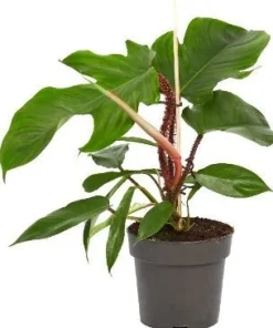 Philodendron (Philodendron squamiferum) D 14 H 40 cm