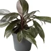 Philodendron (Philodendron 'Pink Princess Marble') D 6 H 15 cm