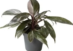 Philodendron (Philodendron 'Pink Princess Marble') D 6 H 15 cm