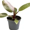 Philodendron (Philodendron 'Pink Princess') D 6 H 15 cm