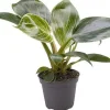 Philodendron (Philodendron 'White Measure') D 6 H 15 cm