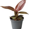 Philodendron (Philodendron 'Red Sun') D 6 H 15 cm