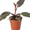 Philodendron (Philodendron 'Pink Princess') D 12 H 40 cm