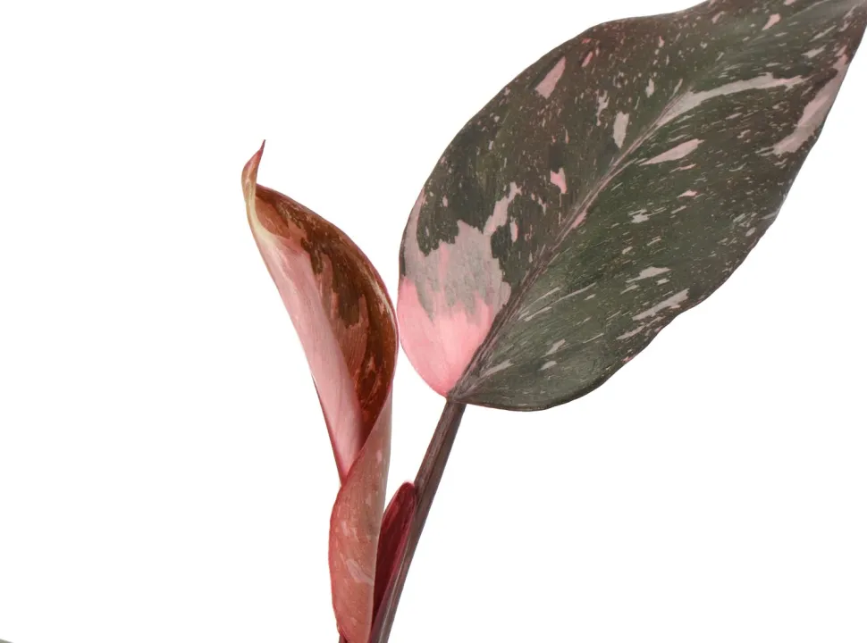 Philodendron (Philodendron 'Pink Princess') D 12 H 40 cm