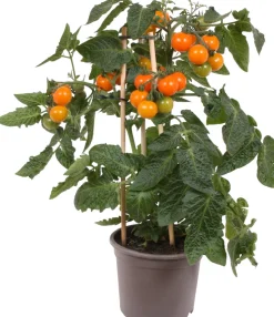 Pick-&-Joy Kirschtomate orange (Solanum lycopersicum) D 14 H 40 cm