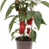 Pick-&-Joy Mini-Paprika rot (Capsicum Annuum) D 14 H 40 cm