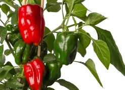 Pick-&-Joy Mini-Paprika rot (Capsicum Annuum) D 14 H 40 cm