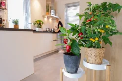 Pick-&-Joy Mini-Paprika rot (Capsicum Annuum) D 14 H 40 cm