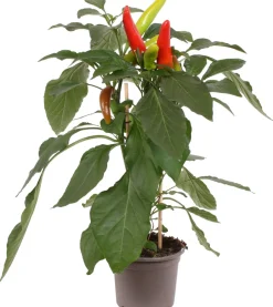 Pick-&-Joy Paprika mild (Capsicuum Anuum) D 14 H 40 cm