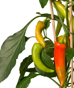 Pick-&-Joy Paprika mild (Capsicuum Anuum) D 14 H 40 cm