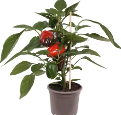 Pick-&-Joy Paprika rot (Capsicum Annuum) D 14 H 40 cm