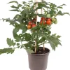 Pick-&-Joy Tomate rot (Solanum lycopersicum) D 14 H 40 cm