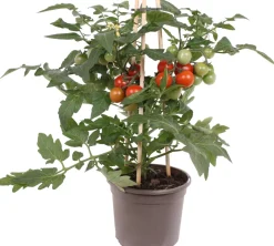 Pick-&-Joy Tomate rot (Solanum lycopersicum) D 14 H 40 cm