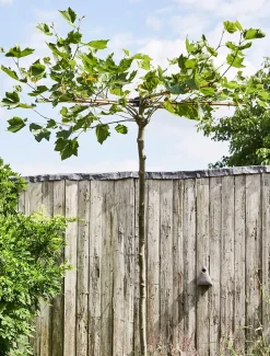 Platane Dachform (Platanus acerifolia)