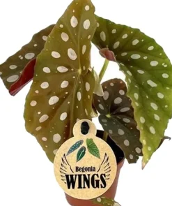 Polka-Dot Begonie (Begonia maculata) D 6 H 20 cm