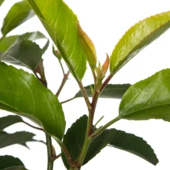 Portugiesischer Kirschlorbeer (Prunus lusitanica)