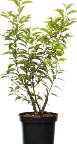 Portugiesischer Kirschlorbeer (Prunus lusitanica 'Angustifolia') D 23 H 50 cm