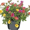 Portulak (Portulaca) D 12 H 15 cm