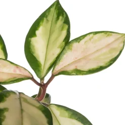 Porzellanblume (Hoya carnosa 'Tricolor') D 15 H 30 cm