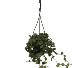 Porzellanblume im Hängetopf (Hoya curtisii) D 10,5 H 15 cm