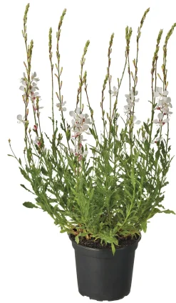 Prachtkerze (Gaura lindheimeri 'Whirling Butterfly') D 17 H 35 cm