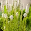 Prachtscharte (Liatris Spicata 'Alba')