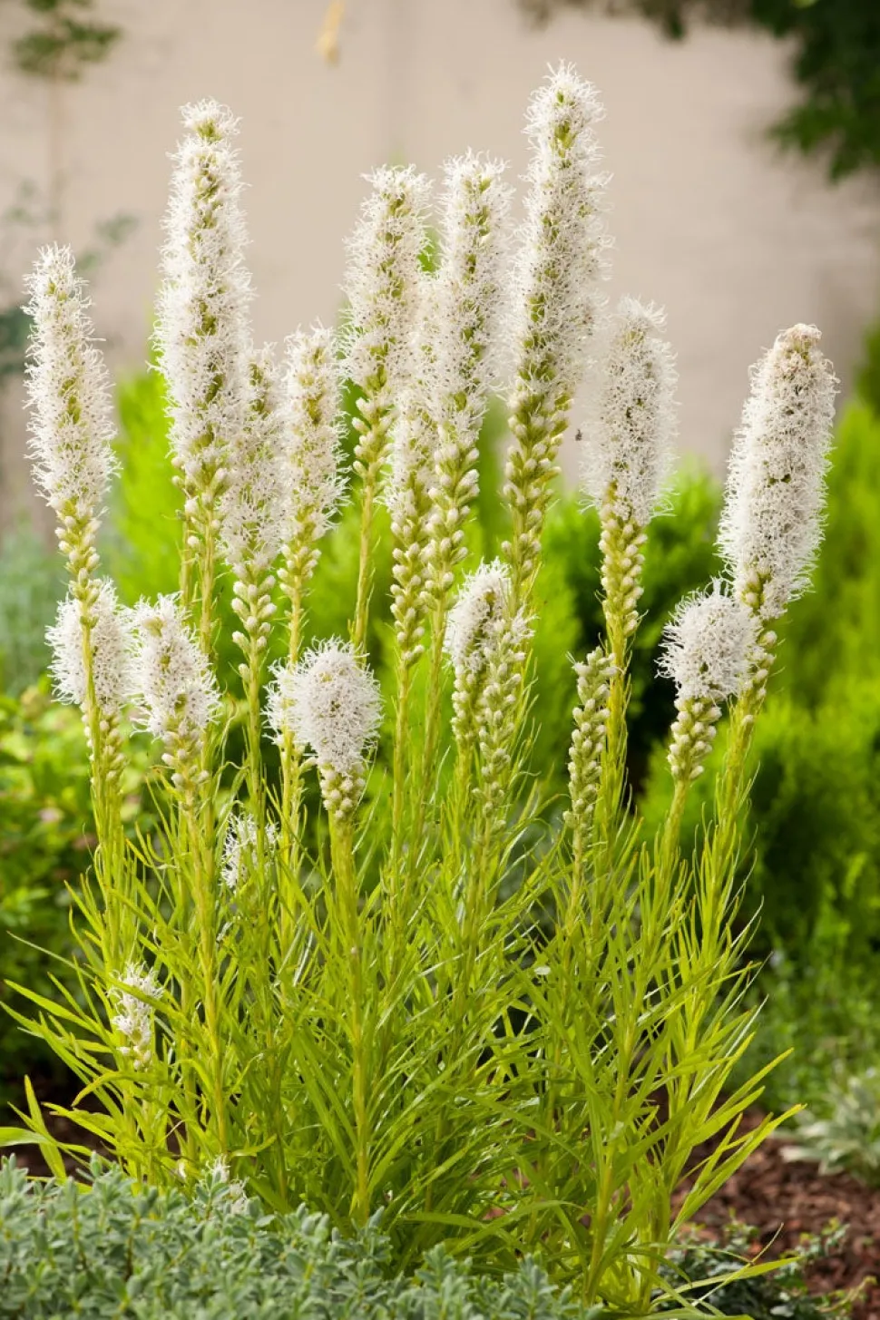 Prachtscharte (Liatris Spicata 'Alba')