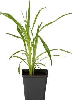 Prachtscharte (Liatris spicata 'Floristan Weiss') D 9 H 5 cm