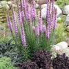 Prachtscharte (Liatris spicata)