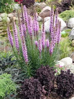 Prachtscharte (Liatris spicata)