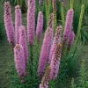 Prachtscharte (Liatris spicata 'Floristan Violett') D 9 H 5 cm