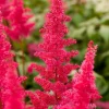 Prachtspiere (Astilbe (A) 'Fanal')