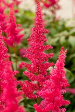 Prachtspiere (Astilbe (A) 'Fanal')
