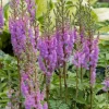 Prachtspiere (Astilbe chinensis 'Pumila')