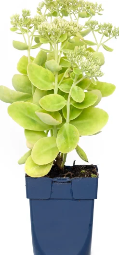 Prächtige Fetthenne (Sedum Spectabile 'Stardust')